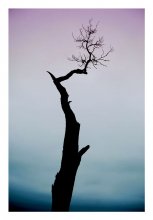 Tree / ***