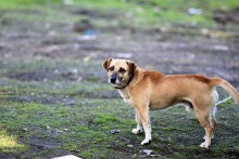 dog / **************************