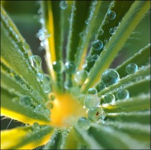 Cuckoo\'s Nest ... / ***
