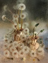 Dandelions (2) / ********************