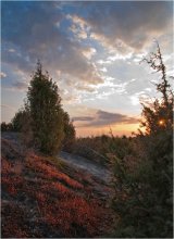 Juniper Hill / ***