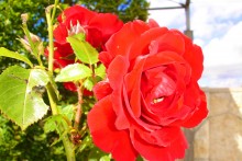 Lonely Rose / ***