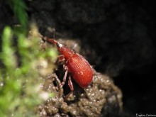 Red Weevil / ***