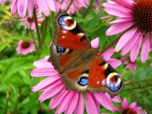 Beauty)))) / ***