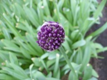 Onion / ...............
