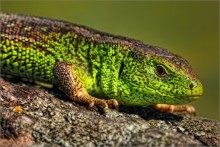 / Portrait of the sand lizard / / ***