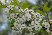 Cherry blossoms / ******
