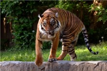 Determination. / ***