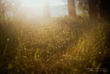 Morgen im Wald / *********************