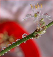 "Heart diagonalka":)) / ***