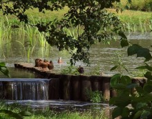 To "duck" river ...:) / ***