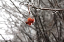 Eiszapfen / ***