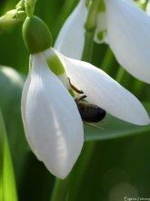 First pollinator / ***