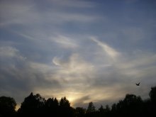 Up in the sky a bird / ..........