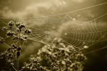 web... / ________