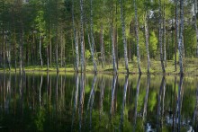 I drank in the spring forest birch sap .... / ***