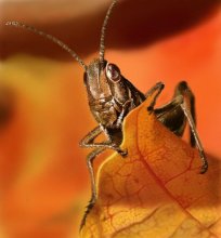 grasshopper / ***