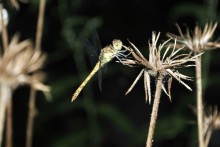 Dragonfly / ***