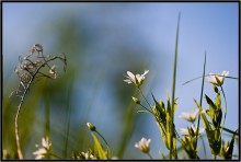 Flower Fantasy 2 / ***