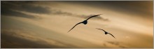 night flight ... / ***