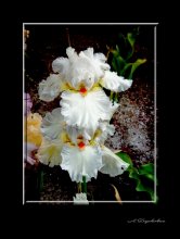 just flowers / ***
