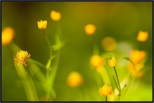 Flower Fantasy 3 / ***