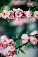 Tea-rose / ***
