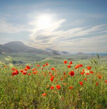 spring day / ***