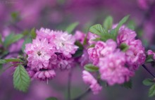 Cherry blossom / ***************