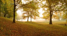 Autumn light / ***