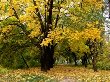 Autumn lights / ***