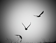 Reaven / ravenraven
