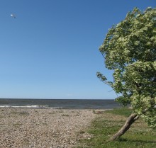 Wind / ***