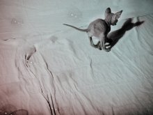 Loki und sein Freund:) / ***