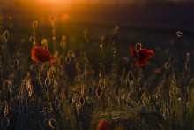 In der Sonne aalen ... / ***