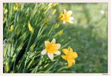 Lilien / ***