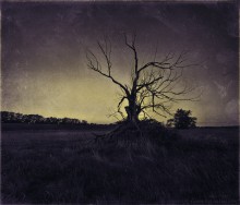 twilight / ***