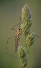 &quot;From the Life of Insects / ***