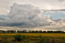 Sunflowers / ***