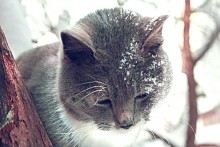 Muschi / ***