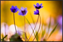 Wieder auf den Frühling ... / ***