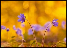 Quarreled ... / ***