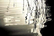 reeds / ***