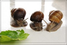 three girls under the window had dinner in the evening / ***