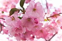 Sakura / ********