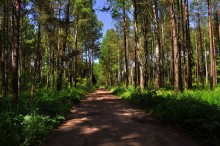Forest Road / ///////