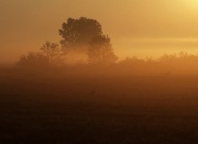 Not only hedgehogs in a fog happen:) / ***