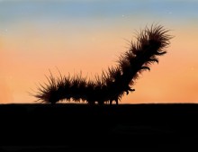 caterpillar / ***