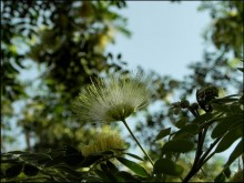 This is only the flowers ... / ***