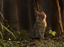 Evening. It\'s time to go hunting / *************